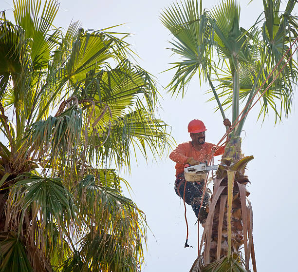 The Steps Involved in Our Tree Care Process in Stephens City, VA